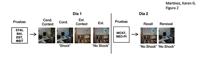Fig. 2: Protocolo experimental. Protocolo de aprendizaje del miedo desarrollado por Mohammed R. Milad, PhD
