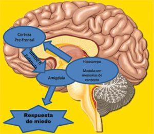 Fig. 1: Esquema del circuito del aprendizaje del miedo.